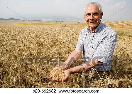 Stock Image - Wheat grains. Harvesting of cereals,? Learza? estate. Near Estella, Navarre, Spain. Fotosearch