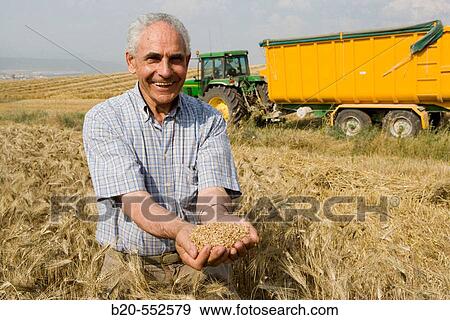Wheat grains. Harvesting of cereals,? Learza? estate. Near Estella, Navarre, Spain View Large Photo Image Stock Photo - Wheat grains. Harvesting of cereals,? Learza? estate. Near Estella, Navarre, Spain. Fotosearch
