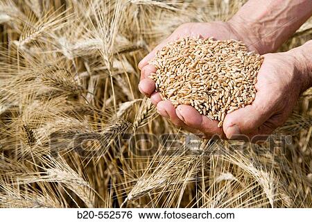 Stock Photograph - Wheat grains. Harvesting of cereals,? Learza? estate. Near Estella, Navarre, Spain. Fotosearch