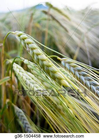 Wheat grows in a field in Portico de Romagna, Emilia-Romagna, Italy View Large Photo Image Stock Photo - Wheat grows in a field in Portico de Romagna, Emilia-Romagna, Italy. Fotosearch