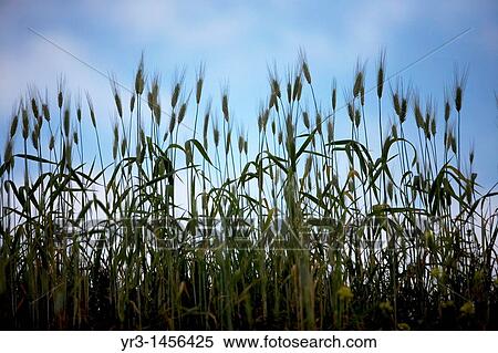 Stock Photography - Wheat grows in a field in Prado del Rey, Cadiz province, Andalusia, Spain.. Fotosearch