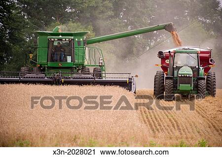 Wheat Harvest. Cecilton Maryland USA View Large Photo Image Stock Image - Wheat Harvest. Cecilton Maryland USA. Fotosearch