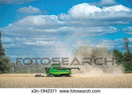 Wheat harvest in Temuco Chile. View Large Photo Image Stock Image - Wheat harvest in Temuco Chile.. Fotosearch