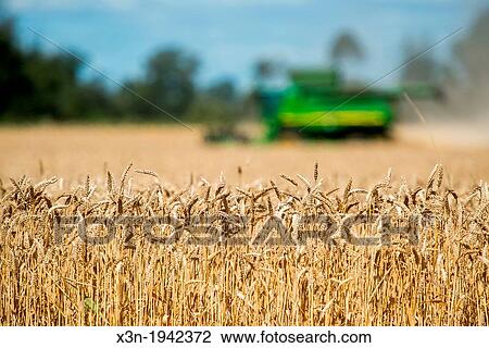 Wheat harvest in Temuco Chile. View Large Photo Image Stock Image - Wheat harvest in Temuco Chile.. Fotosearch