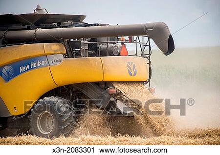 Wheat harvest on the Eastern Shore of Maryland USA View Large Photo Image Stock Image - Wheat harvest on the Eastern Shore of Maryland USA. Fotosearch
