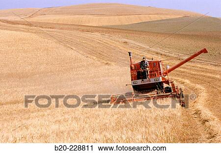 Wheat harvest. Osuna. Seville province. Andalusia. Spain View Large Photo Image Stock Image - Wheat harvest. Osuna. Seville province. Andalusia. Spain. Fotosearch