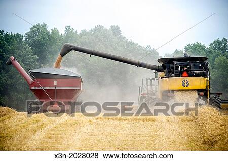 wheat harvest. View Large Photo Image Stock Photo - wheat harvest.. Fotosearch