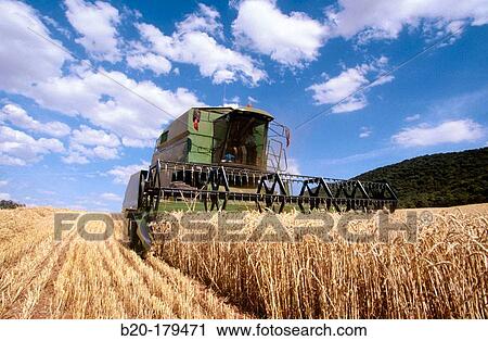 Wheat harvesting. Navarre. Spain View Large Photo Image Stock Image - Wheat harvesting. Navarre. Spain. Fotosearch