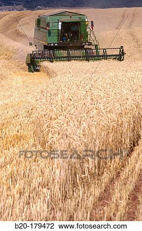 Stock Image - Wheat harvesting. Navarre. Spain. Fotosearch
