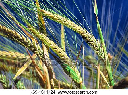 Wheat View Large Photo Image Picture - Wheat. Fotosearch