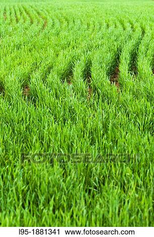 Wheat plants in Spring, Spain View Large Photo Image Stock Image - Wheat plants in Spring, Spain. Fotosearch
