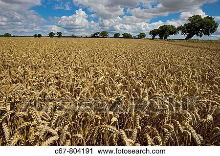 Wheat Ready for Harvest Norfolk August View Large Photo Image Stock Image - Wheat Ready for Harvest Norfolk August. Fotosearch