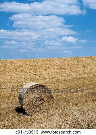 Wheat straw bale in harvested field. Alsace, France View Large Photo Image Stock Image - Wheat straw bale in harvested field. Alsace, France. Fotosearch