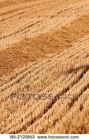 Wheat (Triticum vulgare) field after harvesting in July, spain View Large Photo Image Stock Image - Wheat (Triticum vulgare) field after harvesting in July, spain. Fotosearch