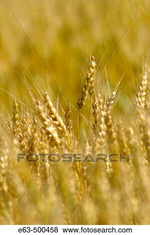 Stock Photo - Wheat (Triticum). Wellington, Ontario, Canada. Fotosearch