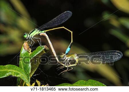 Stock Photography - ? Wheel of Life?, Rambur's Forktail Damselfly Ischnura ramburii Mating while on Wax Myrtle Myrica cerifera at Corolla, NC USA Outer Banks. Fotosearch