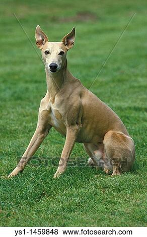 Stock Photo - WHIPPET DOG, ADULT SITTING ON GRASS. Fotosearch