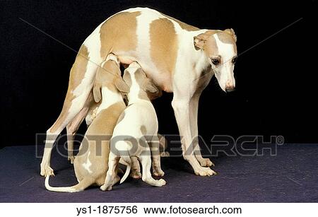 Stock Photograph - Whippet Dog, Mother with Pup suckling against Black Background. Fotosearch