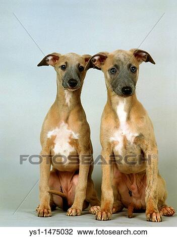 Stock Image - Whippet Dog, Pup sitting against White Background. Fotosearch