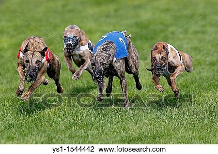 Whippet Dogs running, Racing at Track View Large Photo Image Stock Image - Whippet Dogs running, Racing at Track. Fotosearch