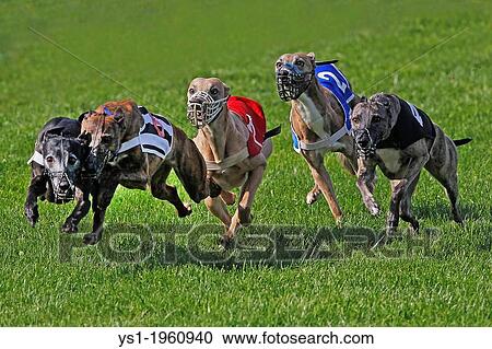 Whippet Dogs running, Racing at Track, France View Large Photo Image Stock Image - Whippet Dogs running, Racing at Track, France. Fotosearch