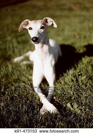 Stock Image - Whippet on grass with front paws crossed. Fotosearch