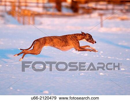 Stock Photo - Whippet running, Grodinge, Sodermanland, Sweden.. Fotosearch