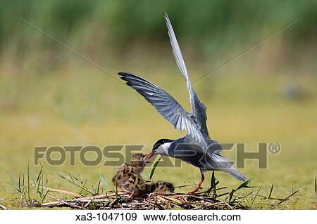 Stock Photo - Whiskered tern, Chlidonias hybrida, feeding chicks at nest. Fotosearch