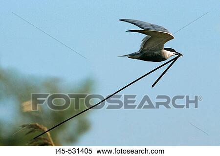 Stock Photography - Whiskered Tern (Chlidonias hybrida). Bulgaria. Fotosearch