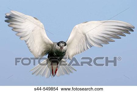 Picture - Whiskered Tern (Chlidonias hybridus). Fotosearch
