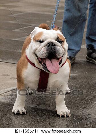 White and brown bulldog View Large Photo Image Stock Image - White and brown bulldog. Fotosearch