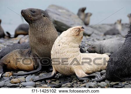 White antarctic fur seal pup Arctocephalus gazella on beach with other seals Fortuna Bay, South Georgia Antarctica View Large Photo Image Stock Image - White antarctic fur seal pup Arctocephalus gazella on beach with other seals Fortuna Bay, South Georgia Antarctica. Fotosearch