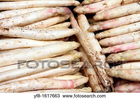 White asparagus View Large Photo Image Stock Image - White asparagus. Fotosearch