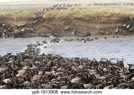 White-bearded Wildebeest Connochaetes taurinus crossing Mara River, Masai Mara, Kenya View Large Photo Image Stock Photo - White-bearded Wildebeest Connochaetes taurinus crossing Mara River, Masai Mara, Kenya. Fotosearch