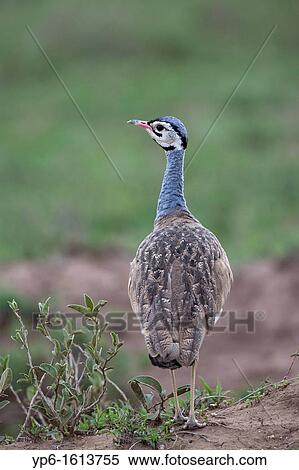 Stock Photography - White-bellied Bustard Eupodotis senegalensis, Serengeti National Park, Tanzania. Fotosearch