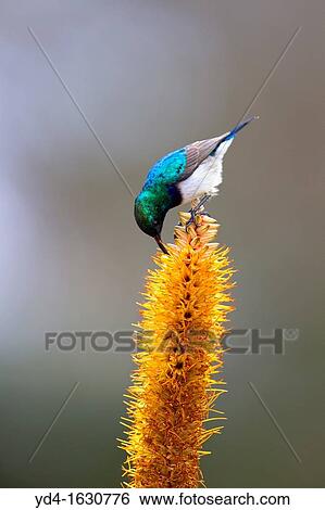 White-bellied sunbird Cinnirys talatala, on the Skirt Aloe Aloe alooides - Male, Kruger National Park, South Africa View Large Photo Image Stock Photograph - White-bellied sunbird Cinnirys talatala, on the Skirt Aloe Aloe alooides - Male, Kruger National Park, South Africa. Fotosearch