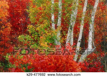 White birch (Betula papyrifera) Autumn colour in maple surrounding multi-stem birch specimen. Sudbury. Ontario. Canada. View Large Photo Image Stock Image - White birch (Betula papyrifera) Autumn colour in maple surrounding multi-stem birch specimen. Sudbury. Ontario. Canada.. Fotosearch
