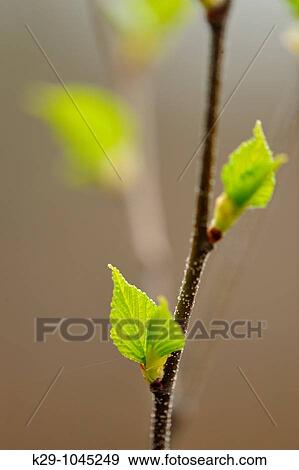 White birch Betula papyrifera Emerging leaves View Large Photo Image Stock Photo - White birch Betula papyrifera Emerging leaves. Fotosearch