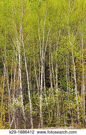 White birch Betula papyrifera grove with emerging spring foliage and flowering pincherry Prunus pennsylvanica, Killarney Provincial Park, Ontario, Canada View Large Photo Image Stock Image - White birch Betula papyrifera grove with emerging spring foliage and flowering pincherry Prunus pennsylvanica, Killarney Provincial Park, Ontario, Canada. Fotosearch