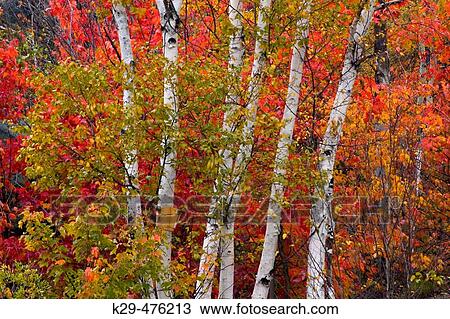 Stock Image - White birch (Betula papyrifera), multi-stem birch tree with maple in autumn. Simon Lake, Naughton, ON, Canada. Fotosearch