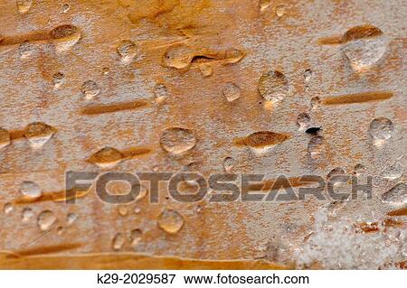 White Birch (Betula papyrifera) Close-up of bark with melting snow water drops,, Ontario, Canada View Large Photo Image Stock Photo - White Birch (Betula papyrifera) Close-up of bark with melting snow water drops,, Ontario, Canada. Fotosearch
