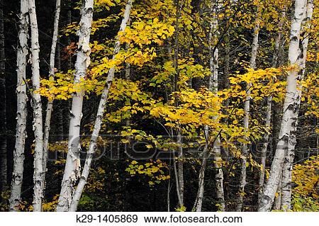 White birch Betula papyrifera tree trunks and sugar maple foliage View Large Photo Image Stock Photo - White birch Betula papyrifera tree trunks and sugar maple foliage. Fotosearch