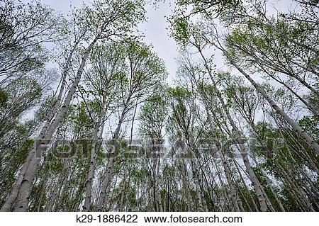 White birch Betula papyrifera woodland in early spring, Greater Sudbury Lively, Ontario, Canada View Large Photo Image Stock Image - White birch Betula papyrifera woodland in early spring, Greater Sudbury Lively, Ontario, Canada. Fotosearch