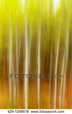 Stock Photo - White birch grove Camera movement. Fotosearch