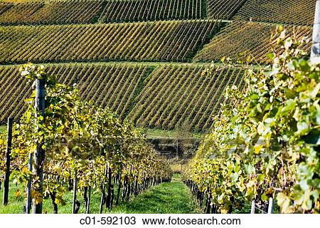 White Burgundy vineyard in autumn, Durbach. Baden-W? rttemberg, Germany View Large Photo Image Stock Image - White Burgundy vineyard in autumn, Durbach. Baden-W? rttemberg, Germany. Fotosearch