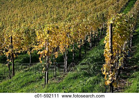 White Burgundy vineyard in autumn, Durbach. Baden-W? rttemberg, Germany View Large Photo Image Stock Image - White Burgundy vineyard in autumn, Durbach. Baden-W? rttemberg, Germany. Fotosearch