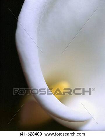 White calla lily shot with aged 4x5 film. View Large Photo Image Stock Photo - White calla lily shot with aged 4x5 film.. Fotosearch
