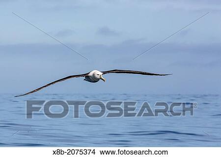 White-capped albatross, Thalassarche steadi, in flight off Kaikoura, South Island, New Zealand. View Large Photo Image Picture - White-capped albatross, Thalassarche steadi, in flight off Kaikoura, South Island, New Zealand.. Fotosearch
