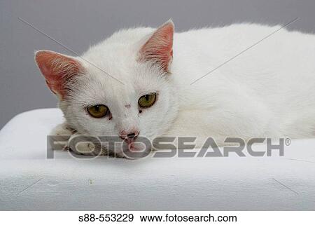 White cat View Large Photo Image Stock Photo - White cat. Fotosearch