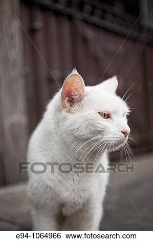 White cat walking on the sidewalk in the French Quarter in New Orleans View Large Photo Image Stock Photograph - White cat walking on the sidewalk in the French Quarter in New Orleans. Fotosearch